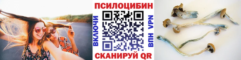 Купить  Кемерово  Галлюциногенные грибы Psilocybe 
